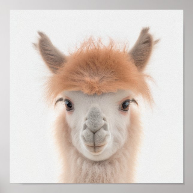 Affiche Portrait de bébé lama mignon (alpaga) | 1:1 (Devant)