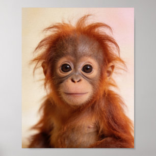 Affiche Portrait de bébé orang-outan Art de la nurserie de