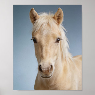 Affiche Portrait de bébé poney Palomino – Joli animal de n