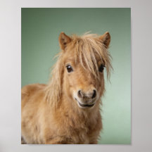 Portrait de bébé poney Shetland – Douce créature d