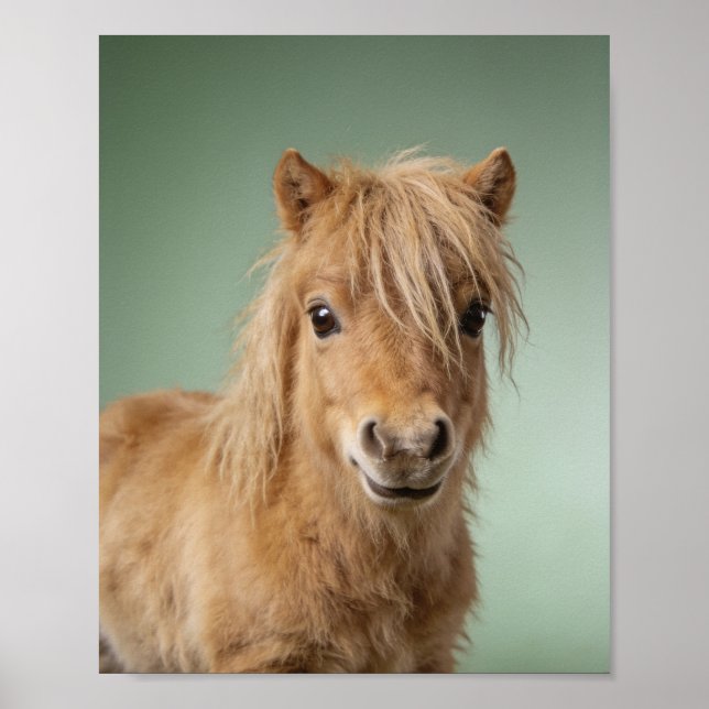 Affiche Portrait de bébé poney Shetland – Douce créature d (Devant)