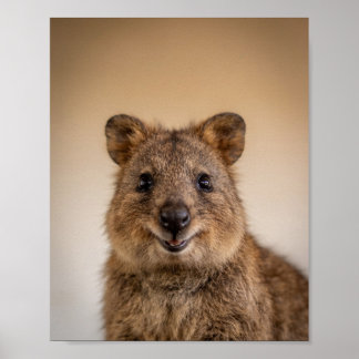 Affiche Portrait de bébé quokkas – Mur d'animaux de nurser