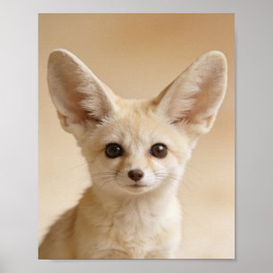 Affiche Portrait de bébé renard fennec – Joli animal de nu