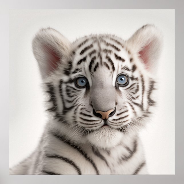 Affiche Portrait de bébé tigre blanc de Sibérie mignon | 1 (Devant)