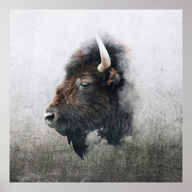 Affiche Portrait de bison majestueux (Devant)