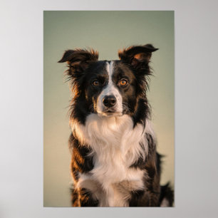 Affiche Portrait de Border Collie en sauge et crème
