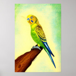 Affiche Portrait de Budgie Bird