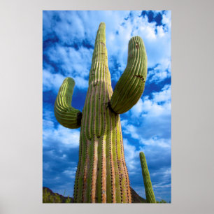 Affiche Portrait de cactus Saguaro, Arizona