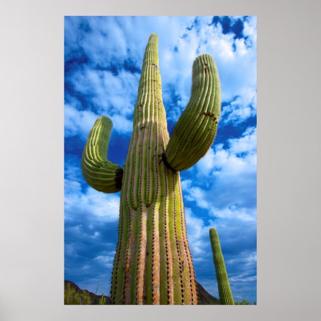 Affiche Portrait de cactus Saguaro, Arizona (Devant)