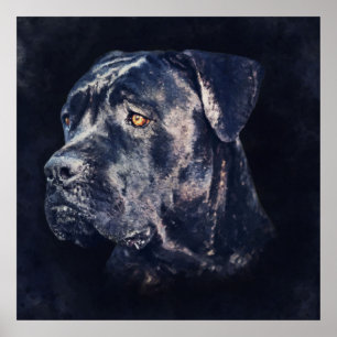 Affiche Portrait de Cane Corso