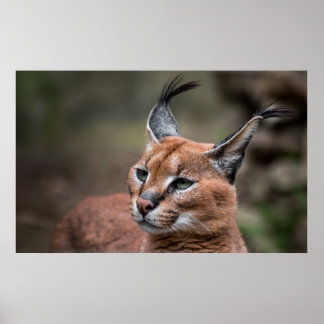 Affiche Portrait de Caracal