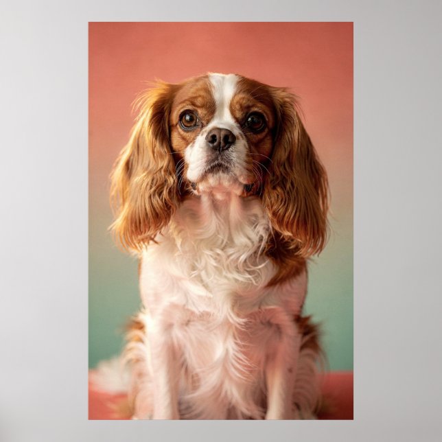 Affiche Portrait de Cavalier King Charles Spaniel (Devant)