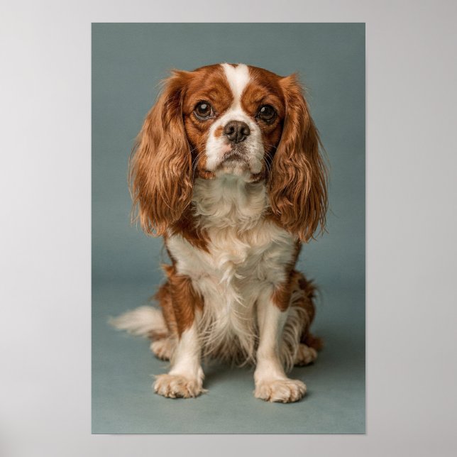 Affiche Portrait de Cavalier King Charles Spaniel Dusty Bl (Devant)