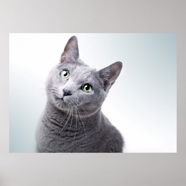 Affiche Portrait de chat (Devant)
