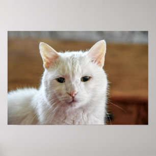 Affiche Portrait de chat angora turc blanc