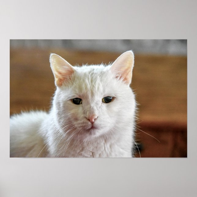 Affiche Portrait de chat angora turc blanc (Devant)