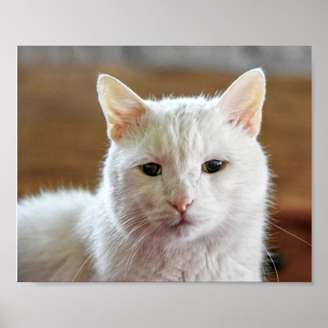 Affiche Portrait de chat blanc Angora turc (Devant)