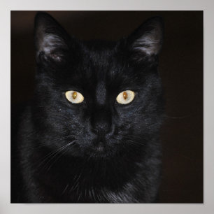 Affiche Portrait de chat noir