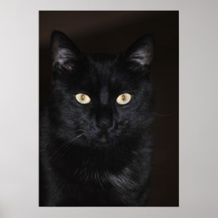 Affiche Portrait de chat noir