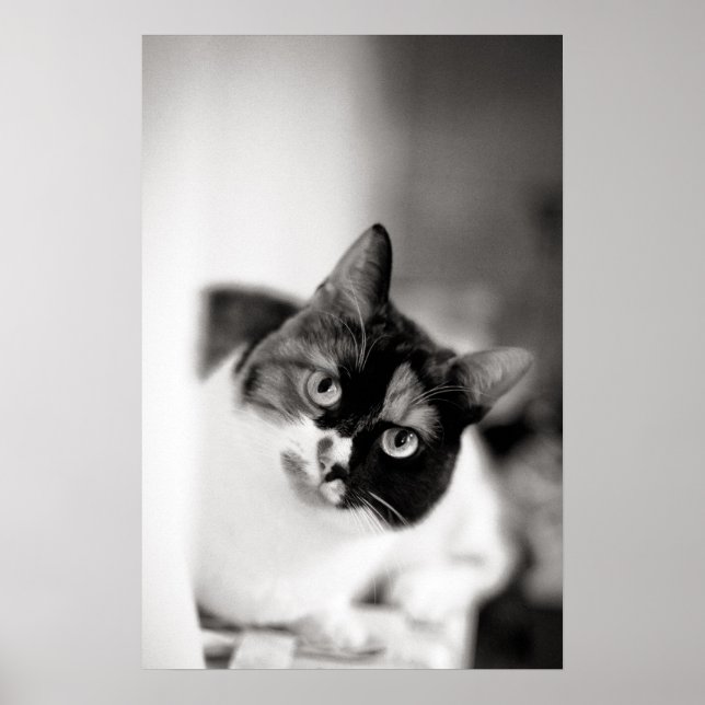Affiche Portrait de chat noir et blanc (Devant)