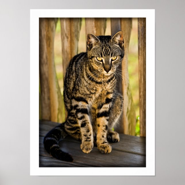 Affiche Portrait de chat Tortoiseshell, Closeup Animal Pho (Devant)