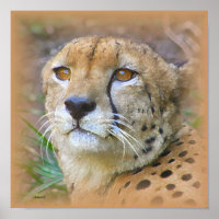 Portrait de Cheetah