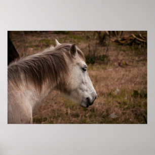 Affiche Portrait de cheval