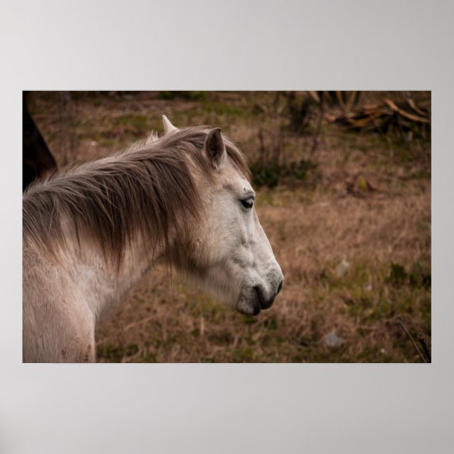 Affiche Portrait de cheval (Devant)