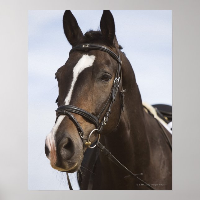 Affiche portrait de cheval brun (Devant)