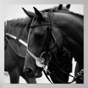 Affiche Portrait de cheval en noir et blanc