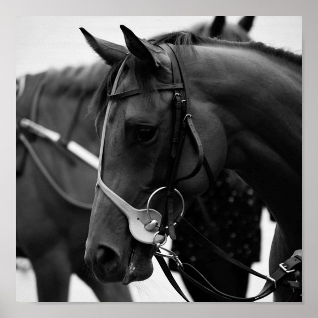 Affiche Portrait de cheval en noir et blanc (Devant)