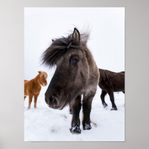 Affiche portrait de cheval islandais, Islande