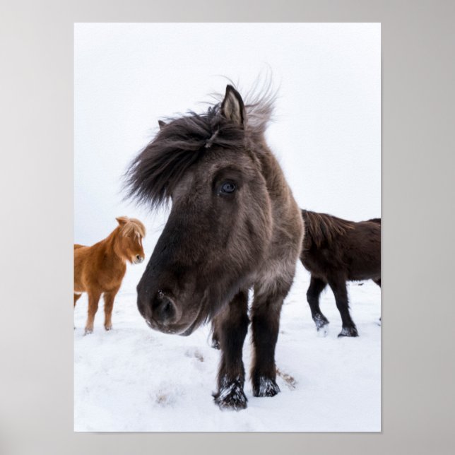 Affiche portrait de cheval islandais, Islande (Devant)