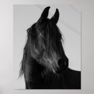 Affiche Portrait de cheval noir et blanc – Élégant