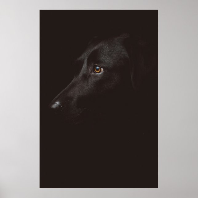 AFFICHE PORTRAIT DE CHIEN (Devant)