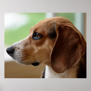 Affiche Portrait de chien beagle