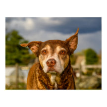 Portrait de chien brindle émouvant