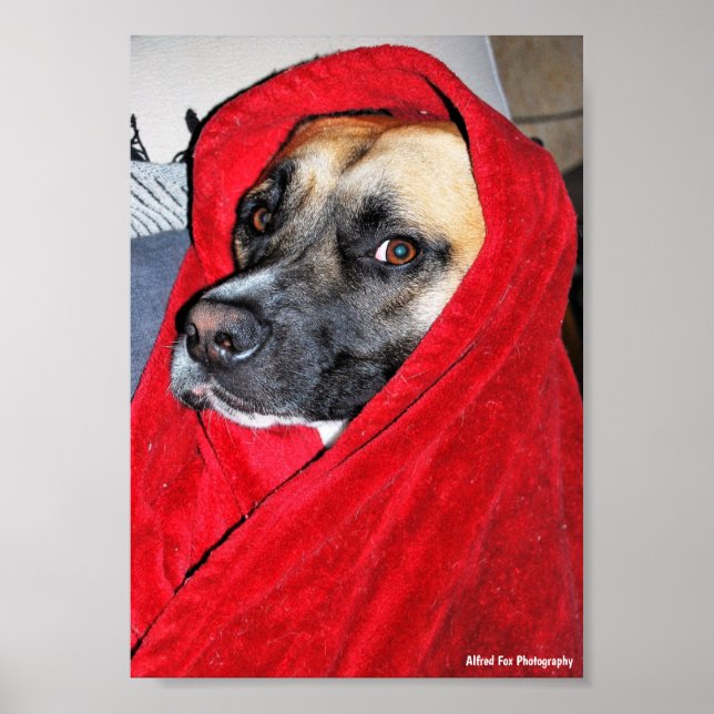 Affiche Portrait de chien dans une couverture rouge (Devant)