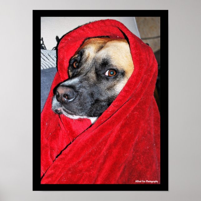 Affiche Portrait de chien dans une couverture rouge (Devant)
