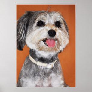 Affiche Portrait de chien de Havanese