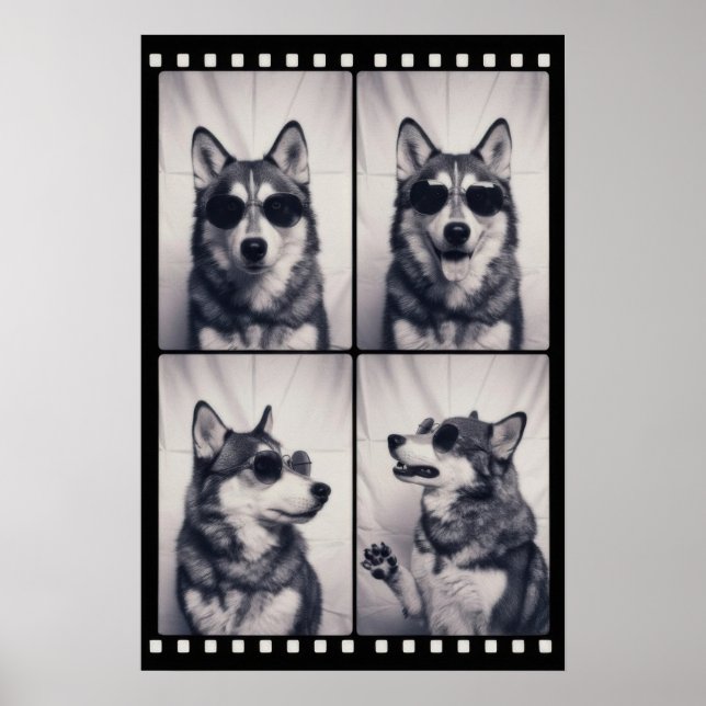Affiche Portrait de chien Husky (Devant)