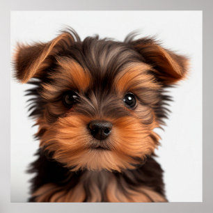 Affiche Portrait de chiot Yorkshire Terrier mignon