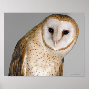 Affiche Portrait de chouette de grange (Tyto alba).