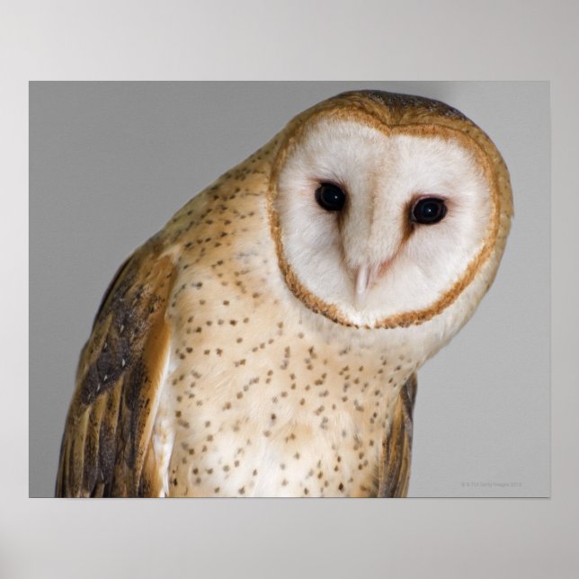 Affiche Portrait de chouette de grange (Tyto alba). (Devant)