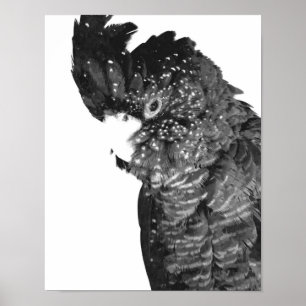 Affiche Portrait de Cockatoo noir et blanc