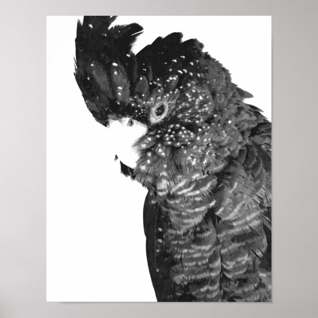 Affiche Portrait de Cockatoo noir et blanc (Devant)