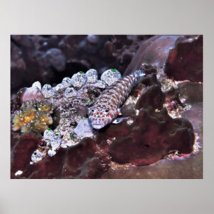 Affiche Portrait de coquille