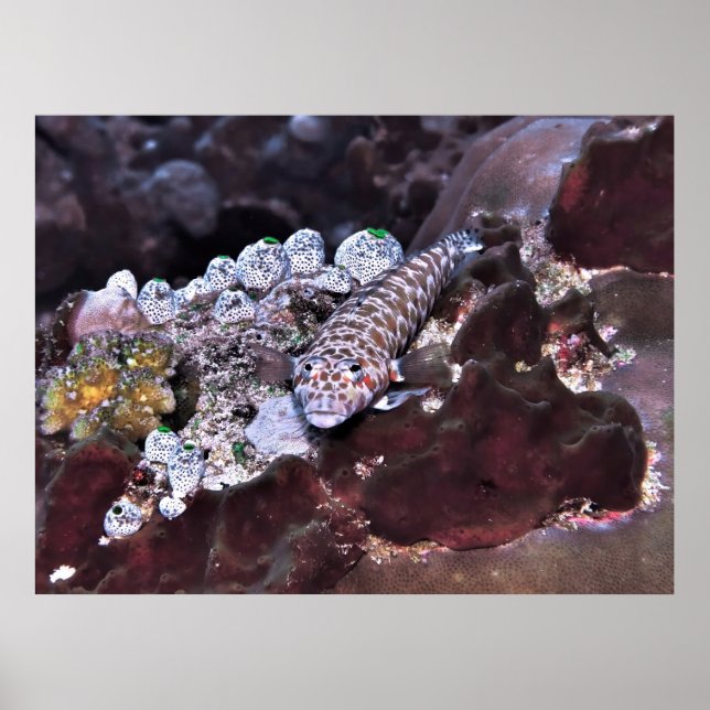 Affiche Portrait de coquille (Devant)