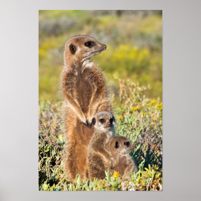 Affiche Portrait de famille de suricates (Devant)