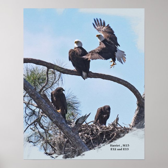 Affiche Portrait de famille SWFL E12, E13 Harriet et M15 (Devant)